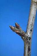 Dormant buds on spur of French prune.