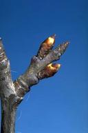 Prune fruiting spur with dormant bud and two beginning to swell.