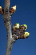 Prune fruiting spur with buds at the green tip stage.