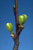 French prune at the first white stage of bloom.