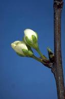 Prune blossoms at popcorn stage.