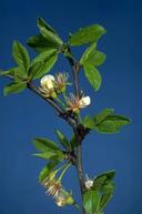 Prune blossoms at petal fall.