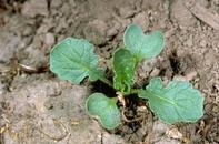 Wild radish seedling, Raphanus raphanistrum.