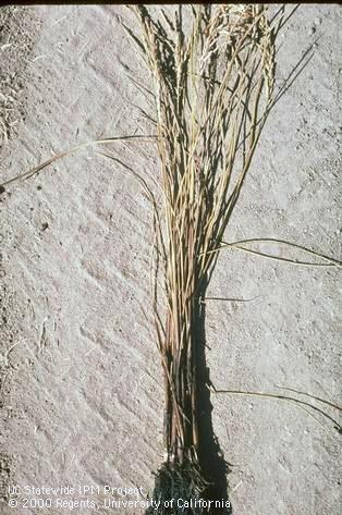 Root damaged by soil pH.