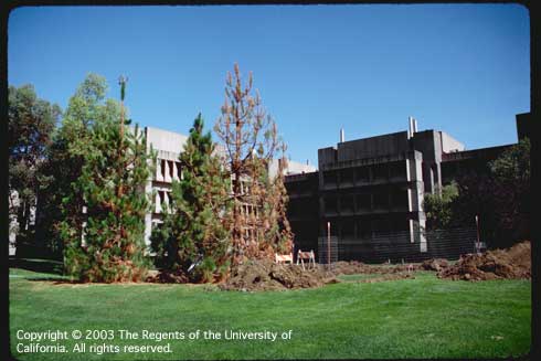 Dieback of Canary Island pine, <i>Pinus canariensis,</i> due to exposure to natural gas leaking from a nearby gas pipeline.