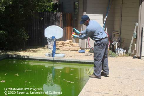 Mosquito vector control technician applying mosquito-specific biological control agents to a neglected swimming pool.