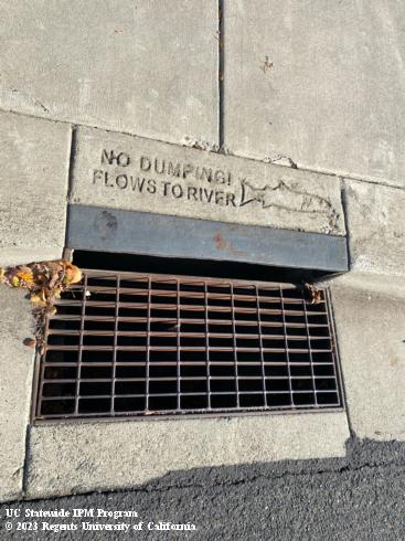 Storm drain showing text “No dumping! Flows to river.” 