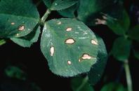 Close-up of infected leaves-Stemphylium leafspot