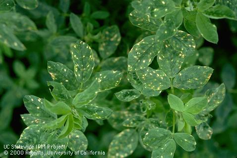 Foliage damaged by Stemphylium leafspot.