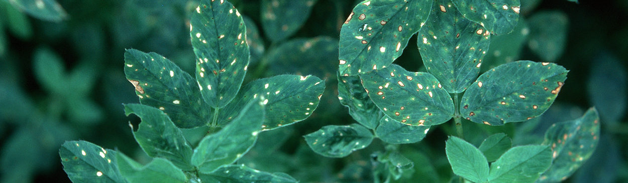 Stemphylium leafspot.