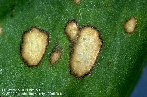 Foliage damaged by Stemphylium leafspot.