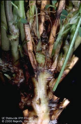 Crown damaged by Stagonospora crown rot.