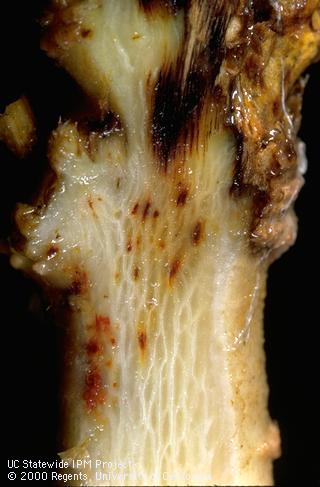 Crown damaged by Stagonospora crown and root rot.