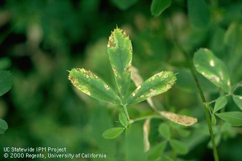 Foliage damaged by Stagonospora crown and root rot.