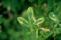 Stagonospora leaf spots