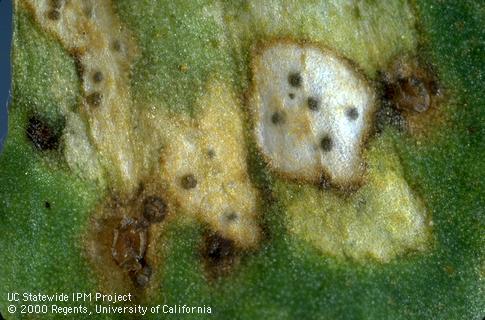 Stagonospora crown and root rot.