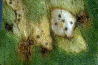 Stagonospora lesions