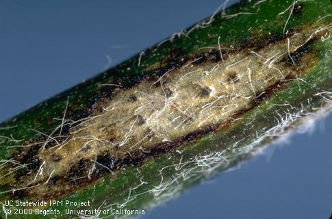 Stagonospora crown and root rot.