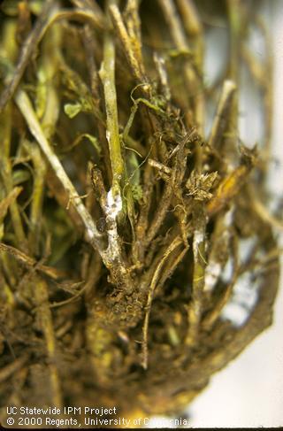 Sclerotinia rot, white mold.