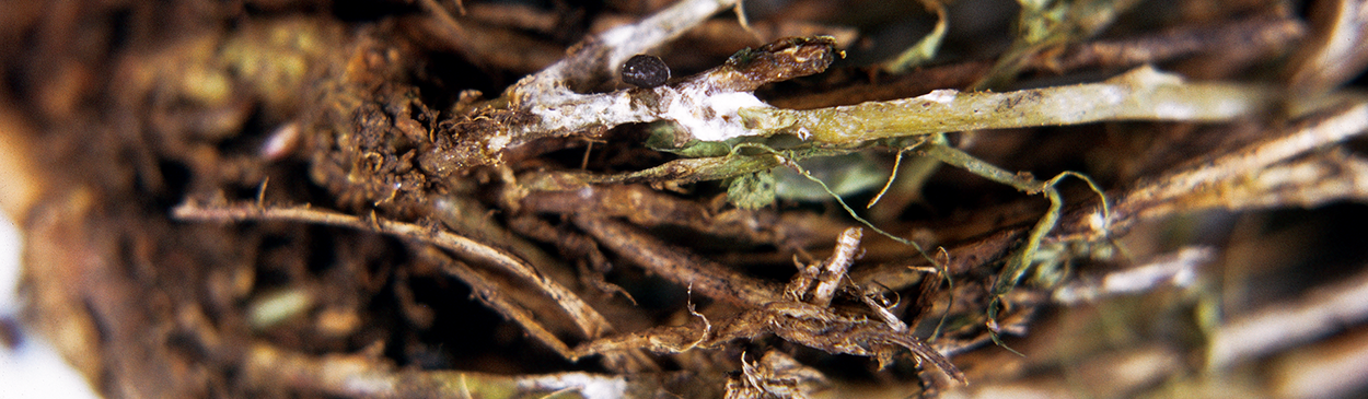 Hard black sclerotia resting bodies on a mat of white mycelium.