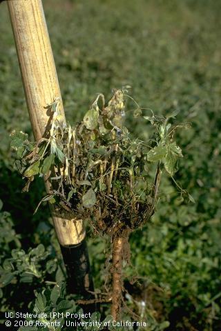 Stem damaged by Sclerotinia rot, white mold.