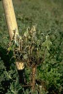 Sclerotinia rot