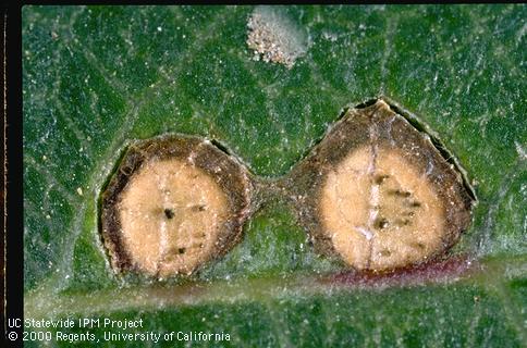 Foliage damaged by shothole.