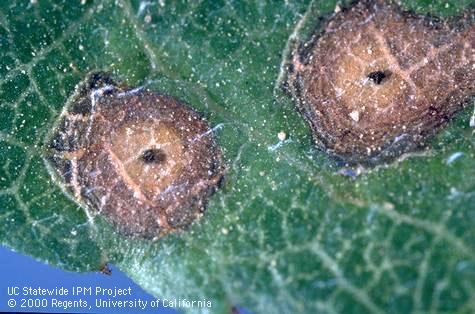 A distinguishing feature of shot hole, <i>Wilsonomyces carpophilus,</i> fungus is dark specks, sporodochium or spore-forming bodies, in the center of discolored lesions, such as these leaf spots.