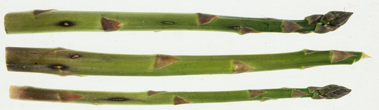 Purple spot, Stemphylium vesicarium, on asparagus spears.