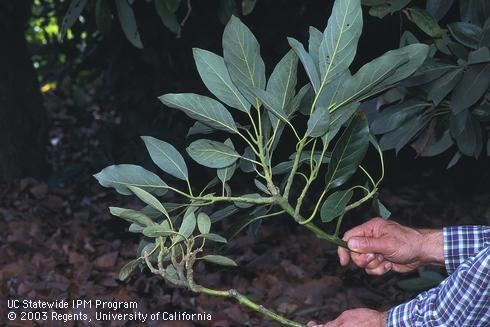 Avocado terminal with bunchy, small-leaved foliage (left), caused by avocado sunblotch viroid, next to a healthy avocado terminal (right). 