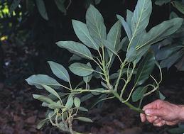 The lower avocado shoot has small leaves and shortened internodes due to sunblotch infection, compared with a healthy shoot.