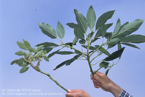 Avocado terminal with bunchy, small-leaved foliage (left), caused by avocado sunblotch viroid, next to a healthy avocado terminal (right). 