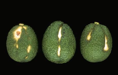 Sun blotch symptoms on fruit caused by viroid.