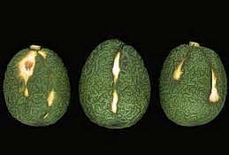 Yellow and whitish depressions in avocado fruit due to sunblotch.