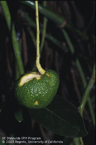 Avocado fruit deformed and streaked from avocado sunblotch viroid. 