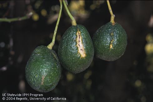 Discolored indented streaks on avocado fruit from a tree infected with avocado sunblotch viroid (ASBVD). 