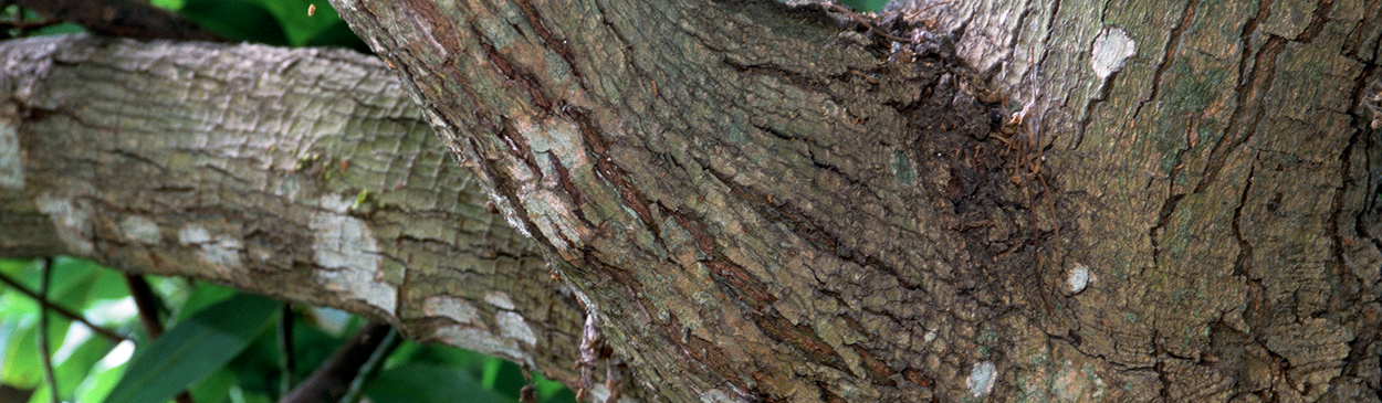 Avocado bark with rectangular elongate cracking and checking caused by avocado sunblotch viroid.