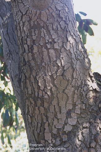 An avocado trunk infected with avocado sunblotch viroid (ASBVD) has bark deeply cracked into rectangular sections, a symptom that is also called 'avocado alligator bark.'.