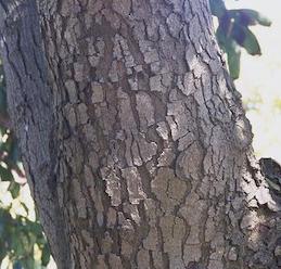 Avocado trunk bark deeply cracked into irregular rectangles due to sunblotch, a symptom called alligator bark.