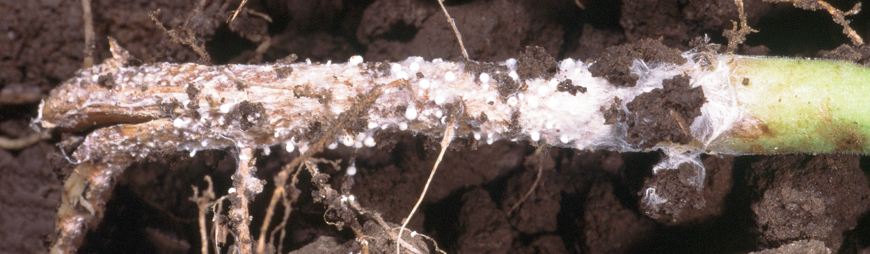 The white mycelium and sclerotia of southern blight.