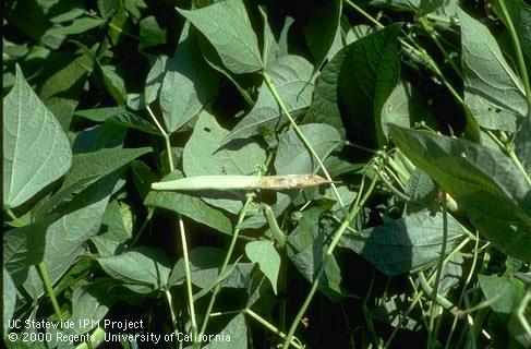 Bean pod with grayish brown rot and white mold.