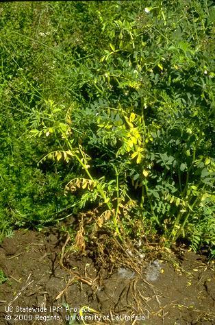 Yellow plant with white mold around base.