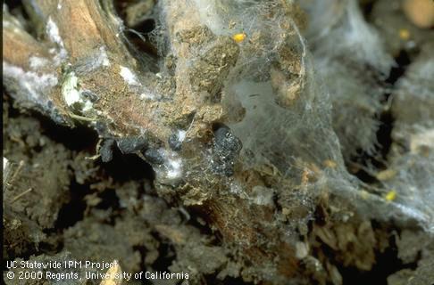 Fungus tissue of white mold, black sclerotia and white, cobwebby mycelium on crown of bean plant.