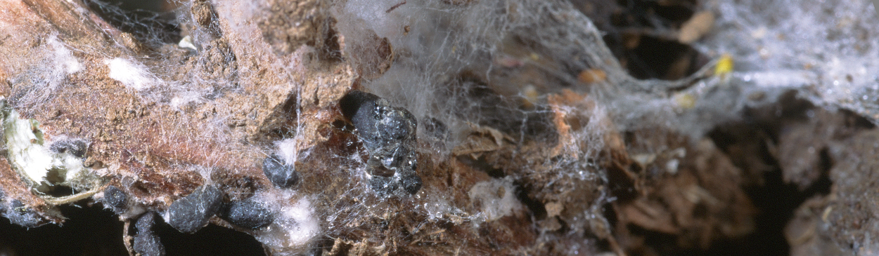 Black sclerotia and white mycelium of white mold on crown of bean plant.