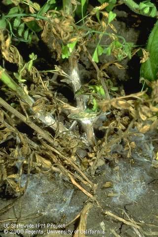 Stems damaged by white mold.