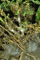 White mold damage