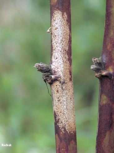 A blackberry cane with a mature, tan lesion of purple botch, <i>Septocyta ruborum</i>, and small, black, fruiting bodies (pycnidia) of the fungus.