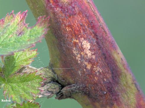 A purple and red lesion of purple blotch, <i>Septocyta ruborum</i>, shown close-up on a blackberry cane.