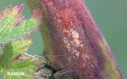 A purple blotch lesion shown close-up on a blackberry cane.