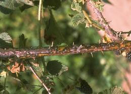 Circular spots and elongate lesions on a blackberry cane with Septoria leaf spot.